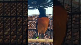 Download lagu ketrekan murai batu pancingan emosi mp3 Download lagu ketrekan murai batu pancingan emosi mp3