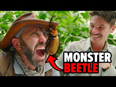 PINCHED by an Elephant Beetle!