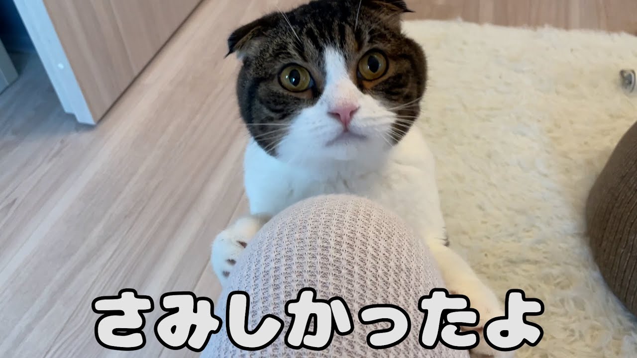 【親子猫】寂しすぎてお風呂までついてきちゃった猫【スコティッシュフォールド】