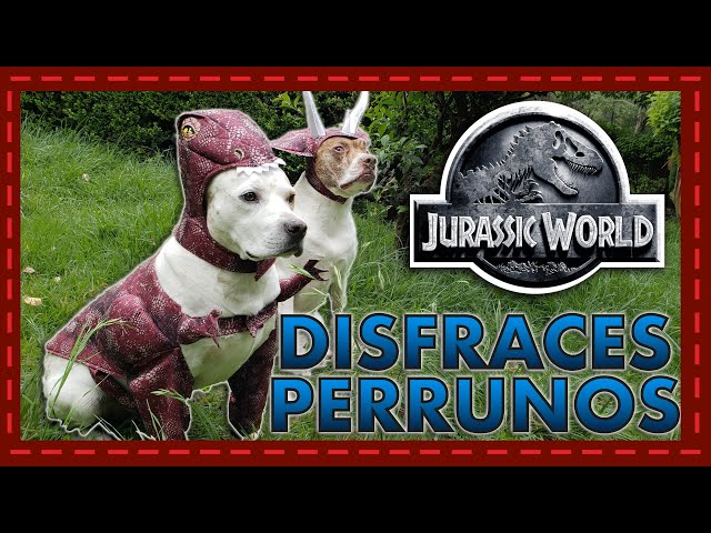 Vídeo relacionado con FLAdorepet Divertido Disfraz de Dinosaurio para Perro Grande de Halloween, Pijama con Capucha para Invierno, Ropa cálida para Mascotas, Abrigo para Golden Retriever Pitbull (Verde, 7XL)