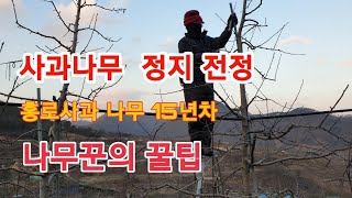 사과나무 정지전정  홍로 15년차 사과나무가지치기