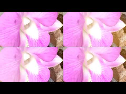 Flowers -|| Janaka Prasanna ||