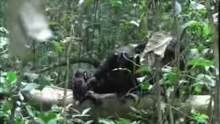 preview picture of video 'Cute young chimps at Kibale, Uganda'