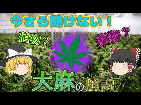 , title : '【ゆっくり解説】今さら聞けない！植物？それとも薬物？「大麻」の解説【世界の知識：今さら聞けないシリーズ＃1】'