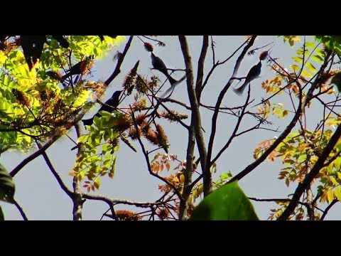 Hunting of Birds/ Yos hav zoov tua noog Dub ntxais paj 11hlis 2019