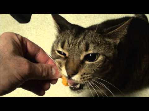 Ty the Cheetos Cat - YouTube