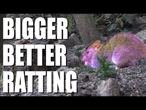 Bigger, better ratting, with the FX Boss airgun