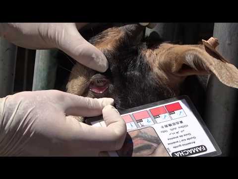 Managing Goat Parasites: FAMACHA Score