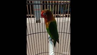 Download lagu Ngekek unik lovebird wasaka || Pancingan ngekek nada konslet mp3 Download lagu Ngekek unik lovebird wasaka || Pancingan ngekek nada konslet mp3