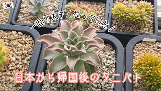 【多肉植物】日本から帰国後のタニパト!多肉たちが一回り大きくなってた!【韓国苗】【ベランダ】