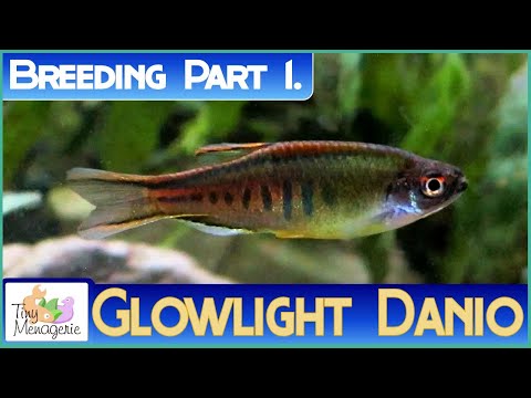 Breeding Glowlight Danios. Part 1 - from Sexing to Spawning