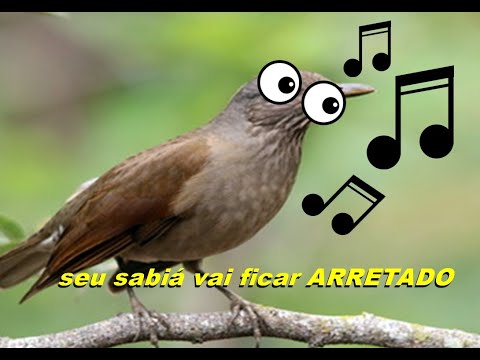 Deixe seu Sabiá pardo arretado VAI CANTAR ATE MORRER !