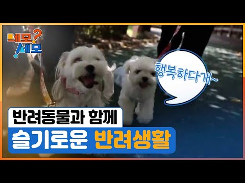 [네모세모] 슬기로운 반려견 생활