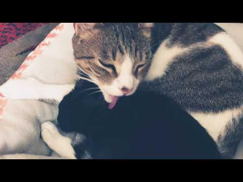 Liochant being nice:D