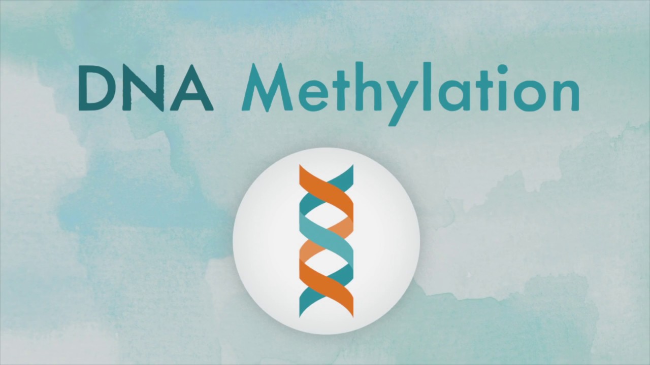 Is DNA methylated?