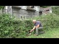 Nigel Adams Midlands Style Hedge Laying 1