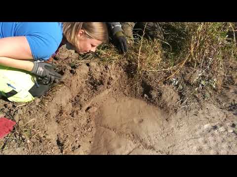 Helleristninger fra bronsealderen i Østfold
