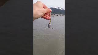 Snagging Salmon in Alaska! {LEGALLY!}