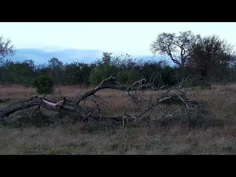 Djuma: Impala ram and then Nyala - 05:38 - 07/18/2022