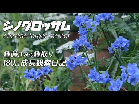 黒い目のスーザン 植物