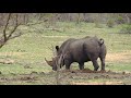 Rhino Pooping Marking Their Territory On Dung Middens In Kruger National Park
