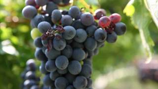 preview picture of video 'L' uva dell' Amarone della Valpolicella'
