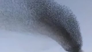 Download lagu terapi suara burung walet!!untuk birahi !!ada jutaan walet dan ratusan rbw, mp3