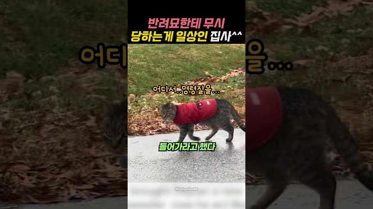 반려묘한테 무시 당하는게 일상인 집사^^