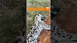 What do you know about Spotted Hyenas?🤔