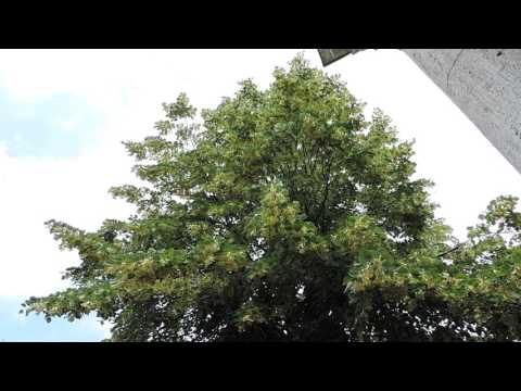 YouTube Трейлер