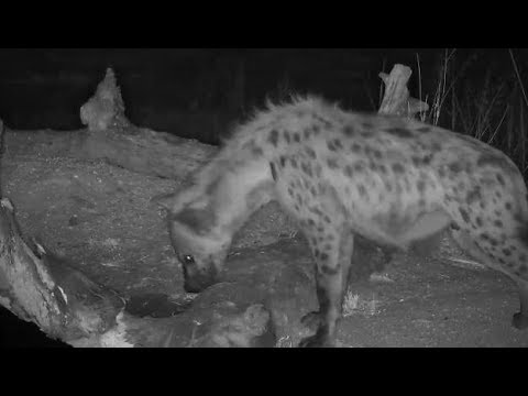 Djuma: Lone Hyena drinking at pan - 18:41 - 06/04/19