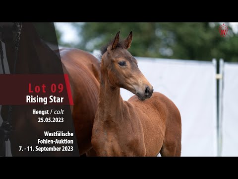 Fohlen-Auktion Lot 09 Rising Star Hengst v. Rob roy vd Bisschop - Congress