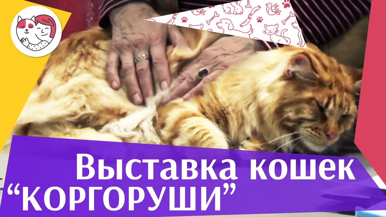 Международная выставка кошек. Клуб «Коргоруши». World Cat Federation