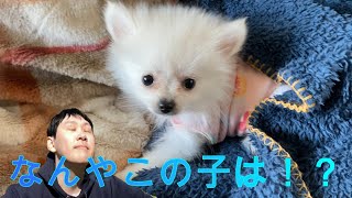 【ポメラニアン】新しい家族が増えました