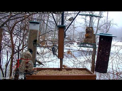 Foggy Morning Brings Spring Feelings To Cornell Lab FeederWatch Cam – Feb. 26, 2020