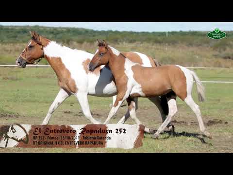 El Entrevero Rapadura 252