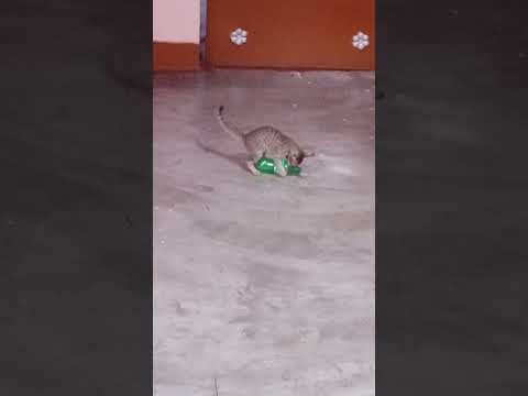 ☺V☺N☺#so#cutelove# cat🐱 #viralvideo #alimony 😚😚😚😚😚😚😚😚😚😚😚🐈🐈🐈🐈🐈🐈🐈🐈🐈🐈🐈🐈🐈🐈🐈🐈🐈