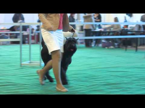 Giant Schnauzers "Golden Cup of Moldova" 30.11.2013
