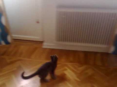 YouTube Preview Image