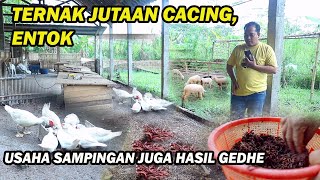 Download lagu Panen Jutaan Cacing,entok dan dipadukan peternakan kambing,Usaha sampingan yang ngak kalah hasilnya mp3 Download lagu Panen Jutaan Cacing,entok dan dipadukan peternakan kambing,Usaha sampingan yang ngak kalah hasilnya mp3