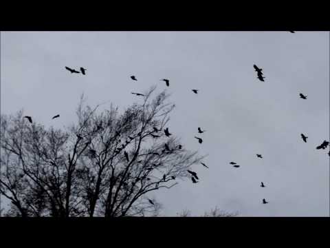 American Crow (Corvus Brachyrhyn) Family: Corvidae