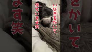 【ASMR】おじさんみたいなイビキを奏でながら眠るフレブル
