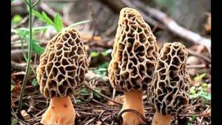 Kentucky Headhunters - Drylandfish