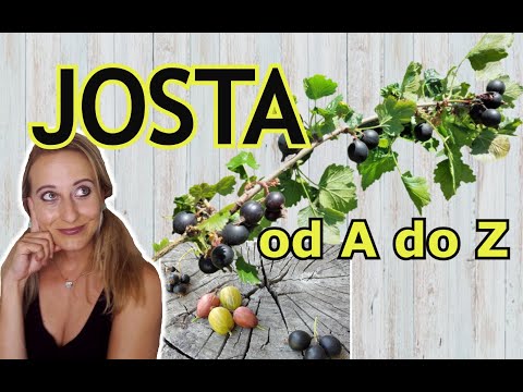 JOSTA: PĚSTOVÁNÍ JOSTY OD  A do Z | úvod, pěstování josty, rozmnožování josty, josta v kuchyni
