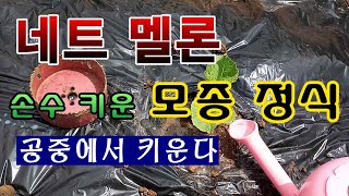 [텃밭농부 1451]  손수 키운 네트멜론. 모종을 정식하는 방법 #멜론재배