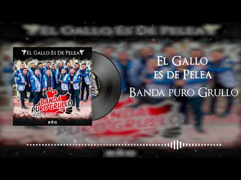 Banda Puro Grullo - El Gallo Es De Pelea "Audio Oficial"