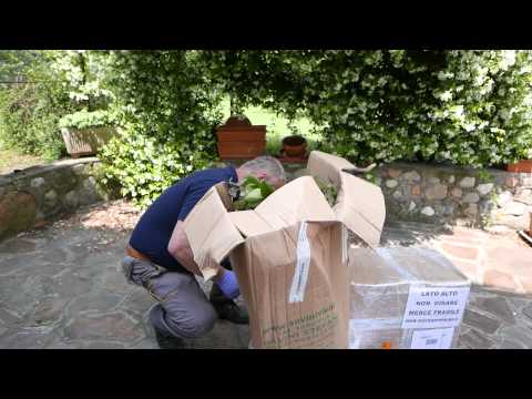 Il mio primo acquisto di Piante da Orto via Internet su Savinivivai.it