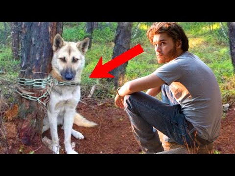Лесник нашёл привязанного пса в лесу. Подойдя к нему ближе, он потерял дар речи от увиденного...
