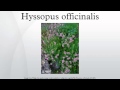 Hyssopus officinalis