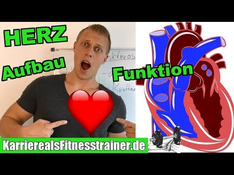 Herz & Herz- Kreislaufsystem | Aufbau und Funktion, Systole Diastole einfach erklärt